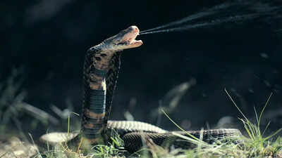 Cobra Capital of India: The Indian village has the highest snake population in the country